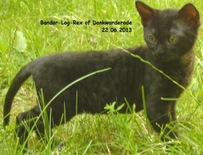 German Rex Kitten of Dankwarderode
