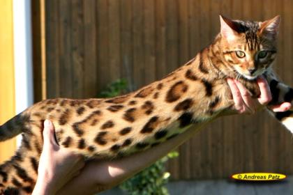 Bengalkatzen Bengalkitten und Bengalkater der neuen Zuchtgeneration von www. Ben