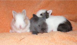 3 Super kuschelige Teddyzwerge babys suchen ein zu Hause 3