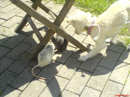 Ratten zu Verschenken