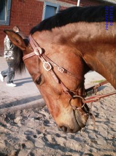 Suche Reitbeteiligung