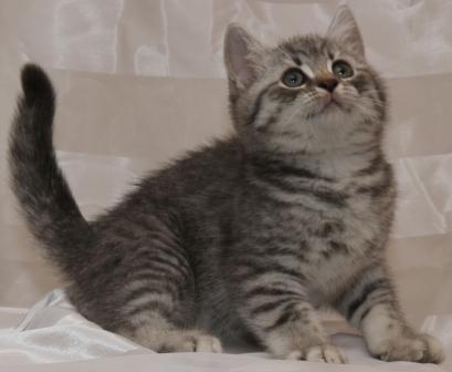 BKH Wihskas Kitten