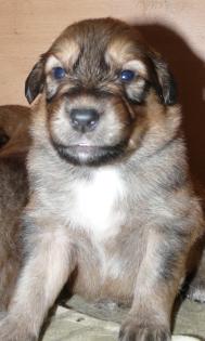 Wunderschöne Collie Mischlings Welpen abzugeben
