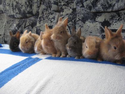 Löwenkopf Zwergkaninchen