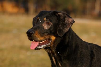 Dobermannmix Chilly 13 Monate