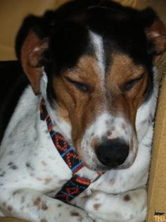 Welpen Junge und alte Hunde sind auf der Suche.
