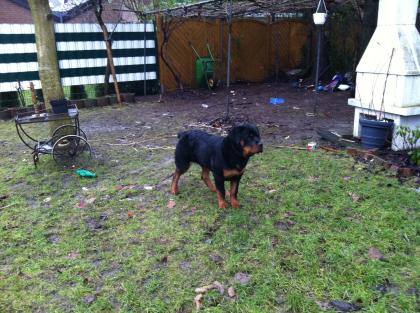 Königs Rottweiler 6 mon. kupiert über 35 Kg