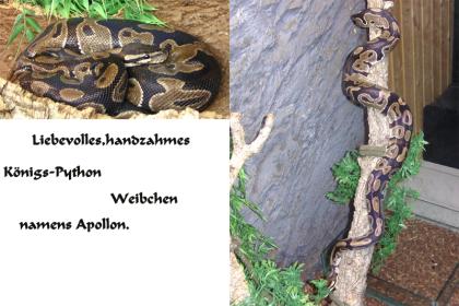 Handzahme liebevolle Königs-Python Terrarium/klein/groß abzugeben