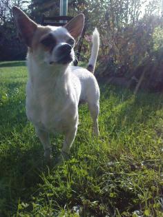 Chihuahua Deckrüde bietet seine Dienste an. KEIN VERKAUF