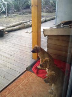 Rhodesian Ridgeback Welpen