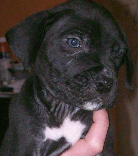 Dogo Canario Cane Corso Rodhesian Ridgeback Mix Welpen