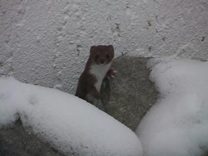 Krähen Wiesel Marder Eichhörnchen in Not