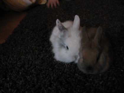 Zwei 5 Wochen alte Kaninchen zu verkaufen