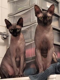 5 liebevoll Sphynx kätzchen