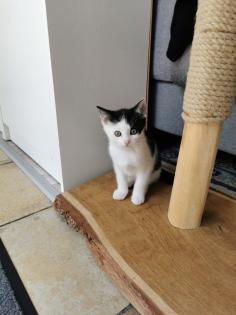 Katzenbabys Kitten abzugeben