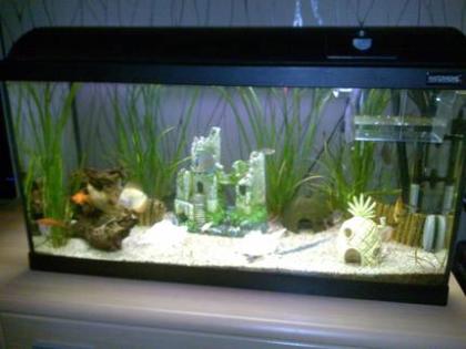 120 Liter Aquarium von Waterhome