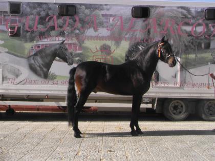 VOLUNTARIO PRE horse from Spain YEGUADA ALARCON