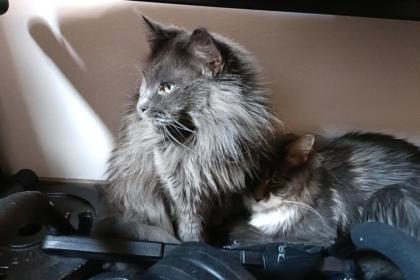 CHILI - Maine Coon - 5 Jahre - Tierhilfe-Franken E. v.