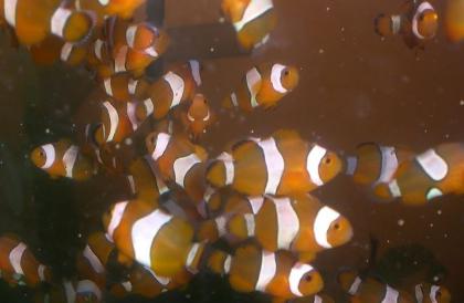 Biete Amphiprion ocellaris Clownfisch NEMO