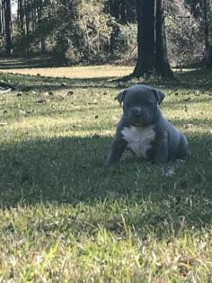 Wurfankündigung American Pitbull - American Staffordshire Terrier Welpen