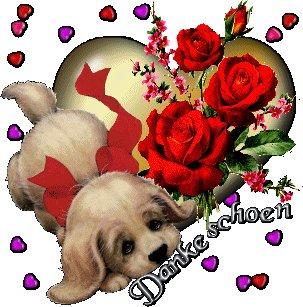 Shih Tzu Westie Malteser Aussie Yorkshire