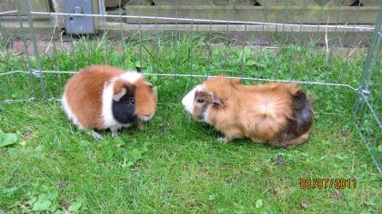 2 Meerschweinchen Jungs