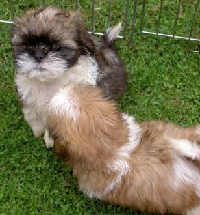 Shih tzu -Welpen suchen zweibeiner zum liebhaben und mehr.