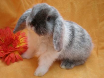 Süße handzahme Zwergkaninchen Mini Lops