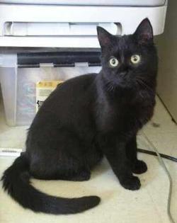Nette schwarze Katze nur 8 Monate