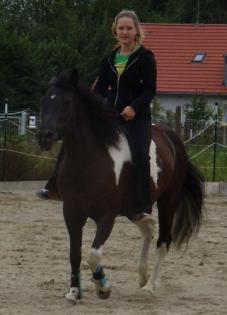 Reitbeteiligung auf Flotter Pinto Stute