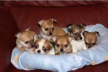 Mini Chihuahua Welpen Chihuahua-Mix Welpen 200Eur