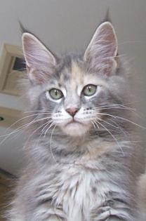 MAINE COON Jungkatze KASTRIERT 04. 7. 10 geimpft gechipt Stammbaum Luxpinsel