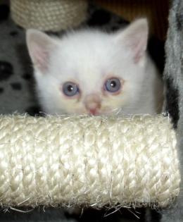BKH Kitten point reinrassig mit Stammbaum