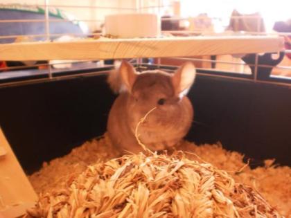Sehr zahmes Chinchilla abzugeben
