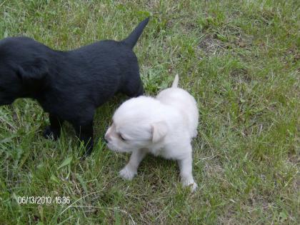 8 süße Labrador Welpen zu verkaufen