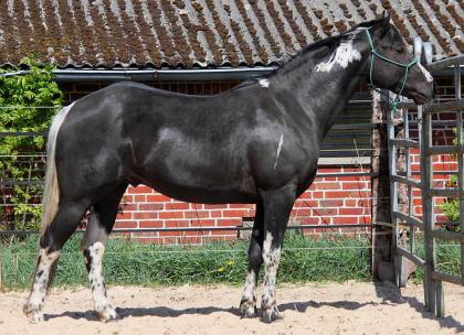 QTS King Of Lights - Homozygot für Tobinao für Black - 95 51 NFQHA