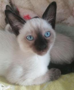 Abholung bereit Siam Babys Kitten von Stammbaum Rasse