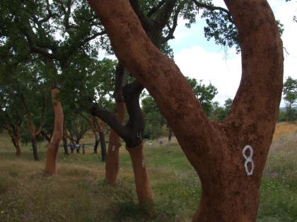 Grundstücke zum Verkauf in Gr ndola Alentejo-Portugal