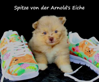 Teacup Pomeranian Hündinwelpe orange 06331258619