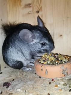 Suche DRINGEND Chinchilla Böckchen