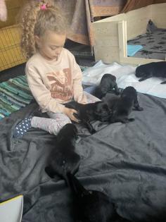 Flat Coated Retriever Familien Hunde