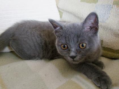 Süße kleine Kätzchen / Kitten / Katzenbabys