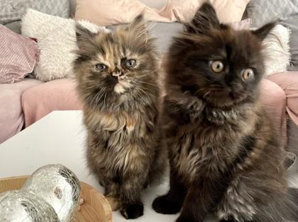 Perser Kitten Kätzchen geimpft abgabebereit