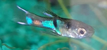 Endler Guppy Gruppe abzugeben nur noch bis 14. 07.