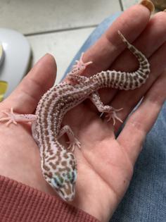 1. 0 Mack super Snow Raptor Leopardgecko Männchen Enz 22 Übergabe Houten oder Hamm möglich