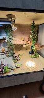 Terrarium mit Bartagamen Päarchen Premium Eigenbau eyecatcher