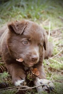 BORADOR Welpen Border Collie und Labrador Retriever Mix