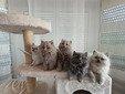 Britische-Langhaar Kitten 4 Männchen 1 Weibchen