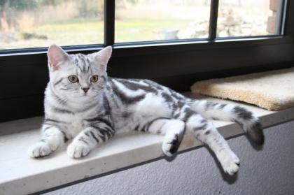 Süße reinrassige Whiskas-Kätzchen BKH abzugeben