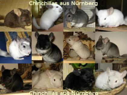 Verschiedene Chinchilla Jungtiere und Babys